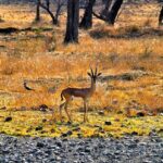 Ranthambore wildlife tour packages