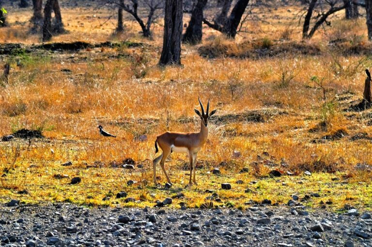 Ranthambore wildlife tour packages