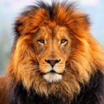 lion