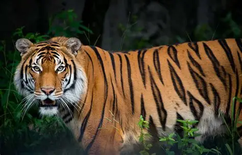tiger