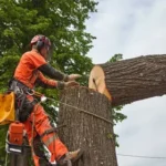 How Tree Service Boosts Property Value