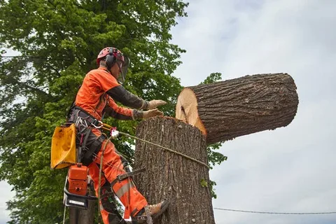 How Tree Service Boosts Property Value