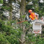 tree care service