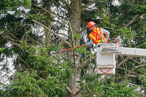 tree care service