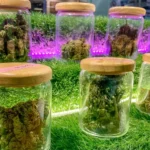 A Modern Cannabis Dispensary Focused on Quality