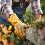 Expert Tree Services for Yard Safety & Maintenance