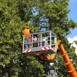 tree crane
