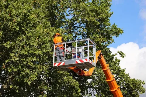 tree crane