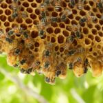 The Role of Garden Fertilizers in Attracting Bees