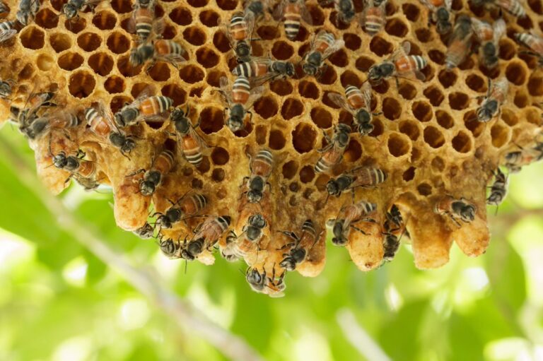 The Role of Garden Fertilizers in Attracting Bees