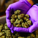 Hands with Purple Latex Gloves Holding Marijuana Buds