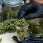 A man hand holding marijuana flowers in a clear glass bottle