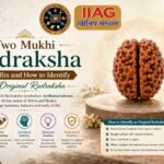 Two mukhi rudraksha 