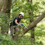 tree-trimming-and-pruning
